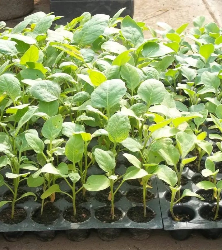 Main Banner Image 1